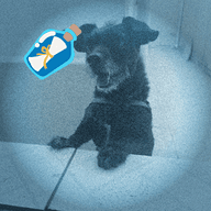 Lucas